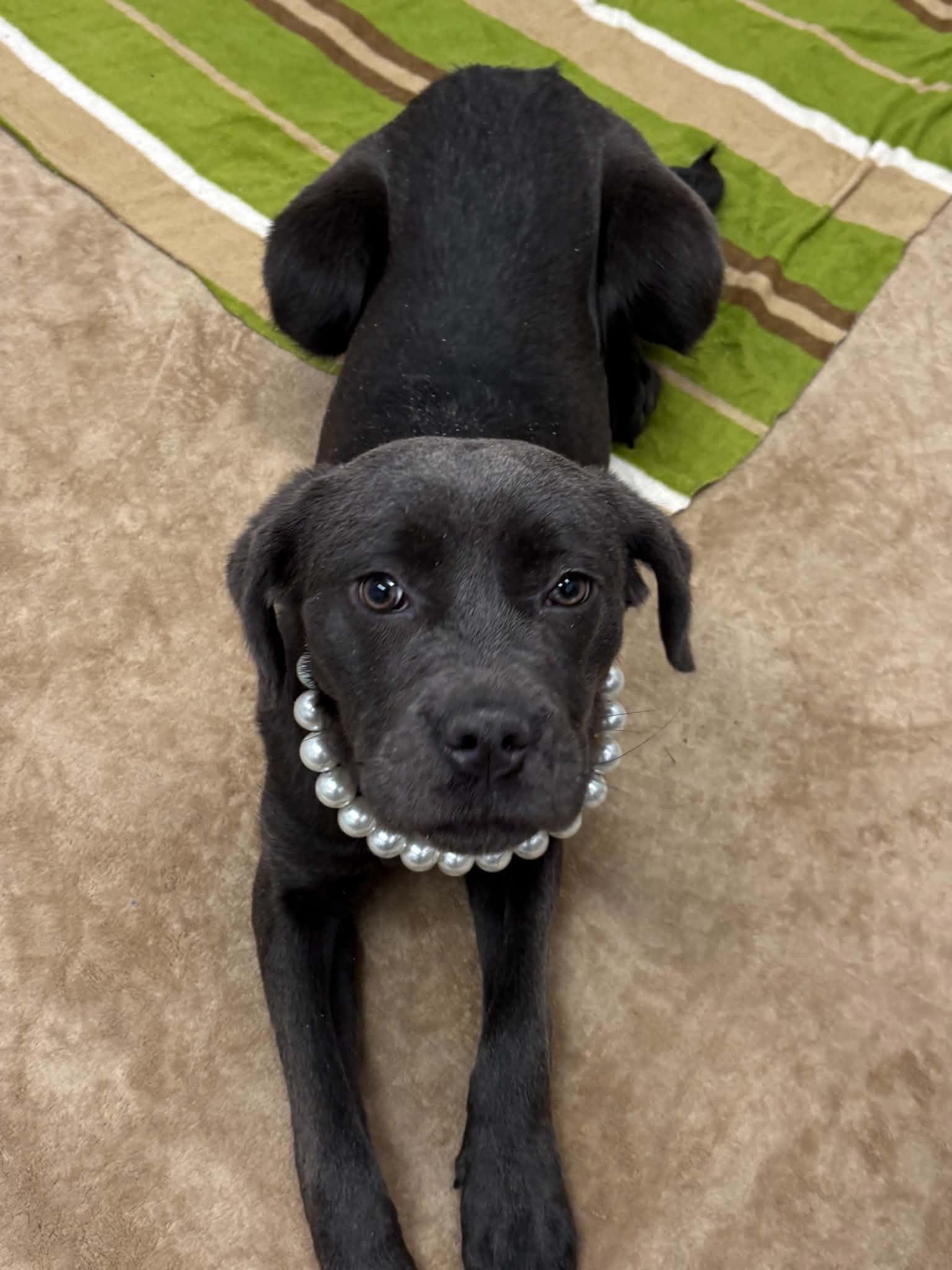 Enlarge Millie, an adoptable mixed breed in Oxford, MI image 4/6