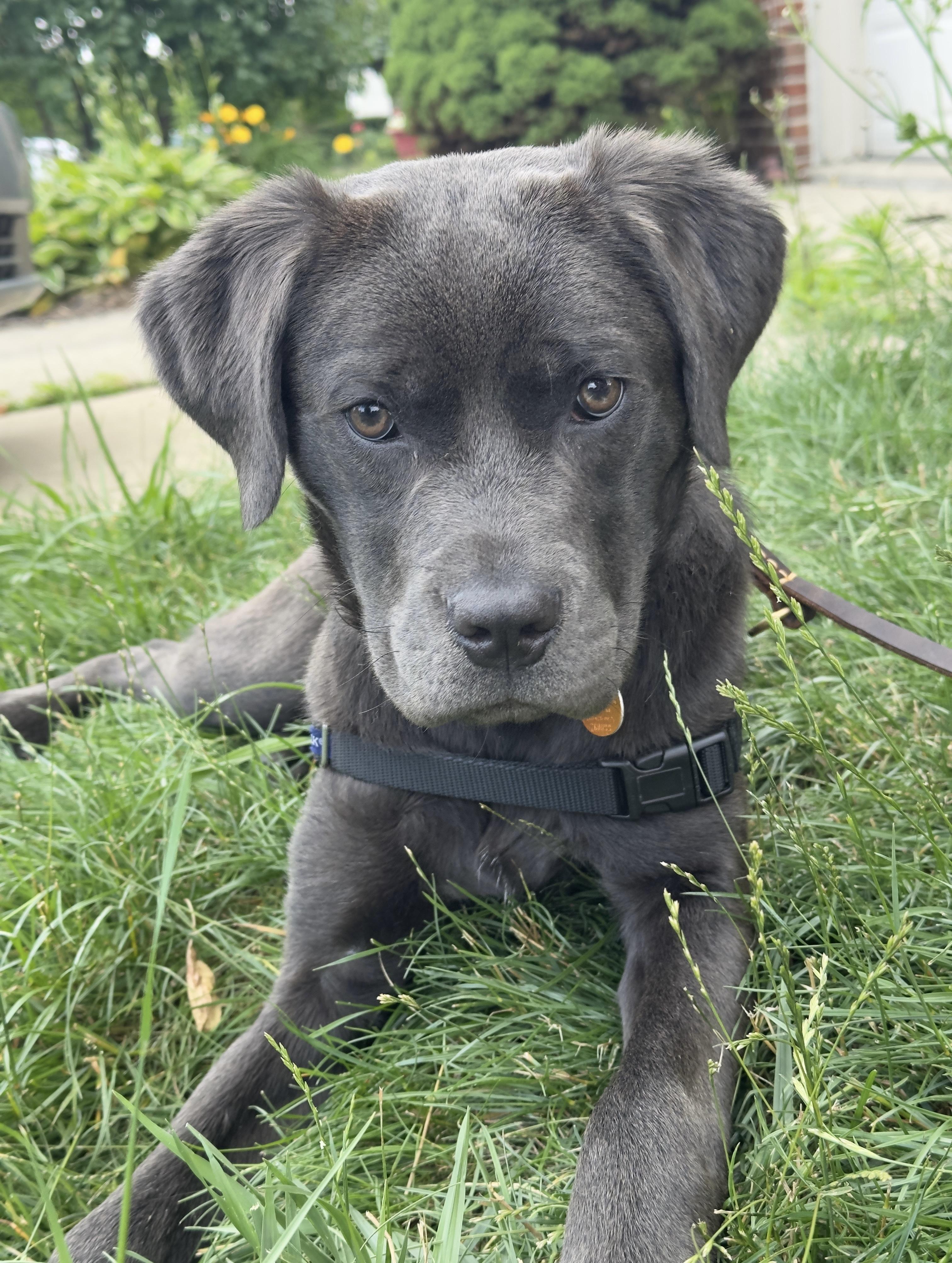 Millie, an adoptable mixed breed in Oxford, MI image 1/6