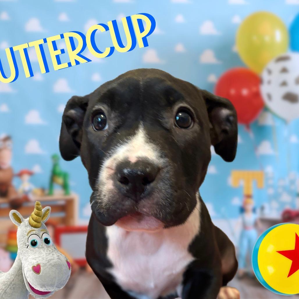 Buttercup, Adoptable, Young Female Mixed Breed.