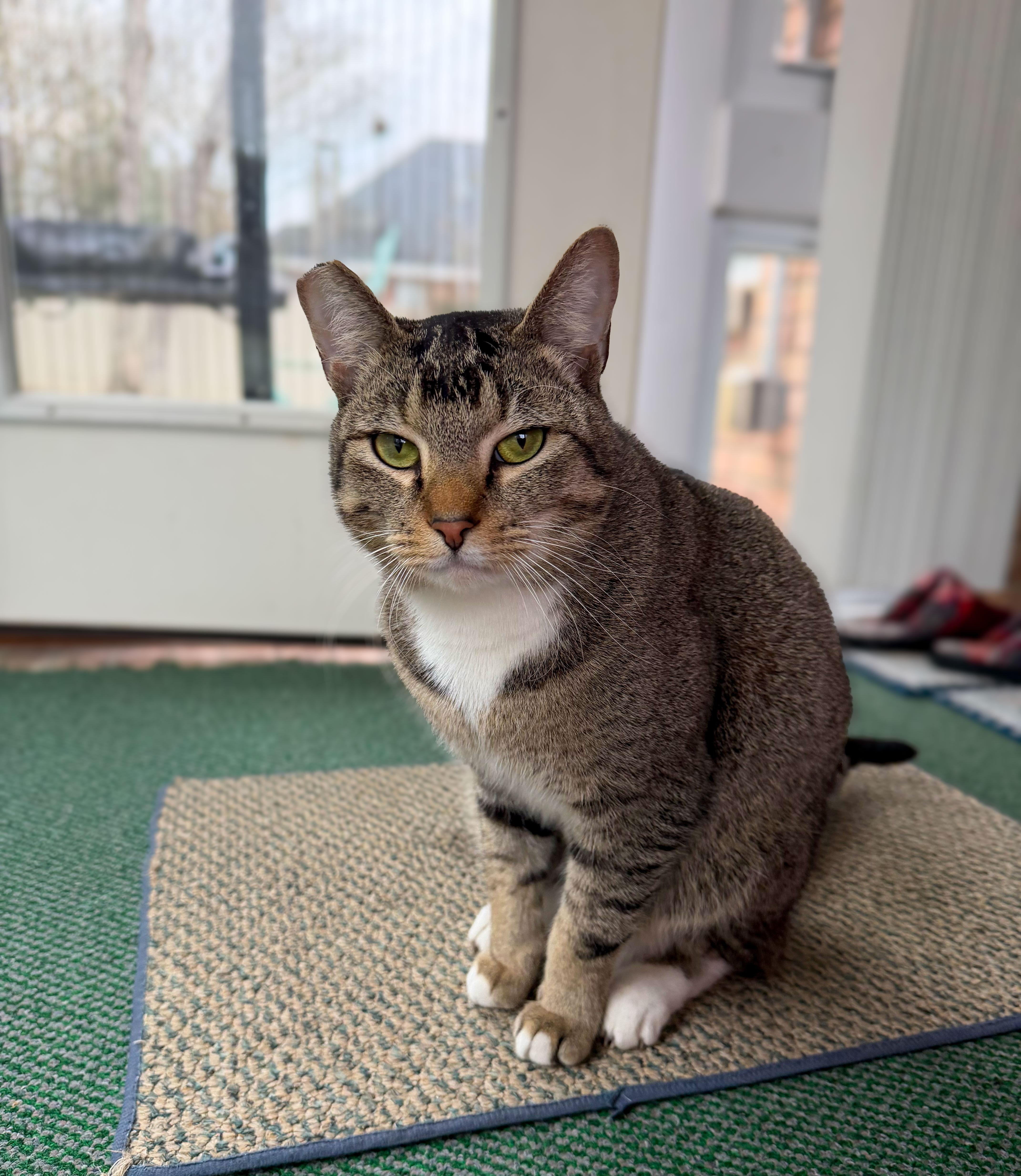Enlarge Shady, a Adoptable Domestic Short Hair in Northwood, NH image 2/6