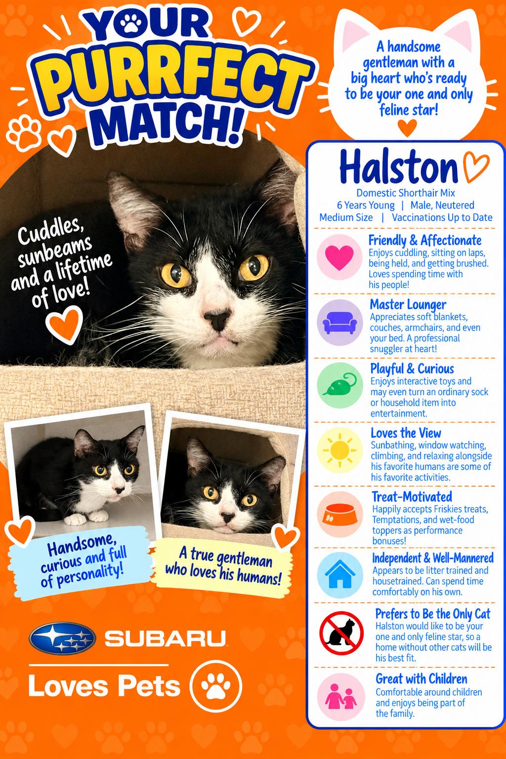 Halston, Adoptable, Adult Male Domestic Short Hair.