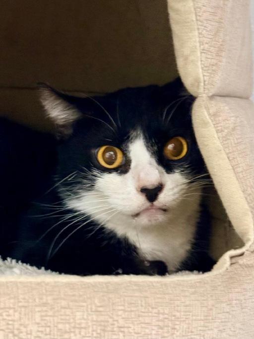 Enlarge Halston, a Adoptable Domestic Short Hair in Winter Haven, FL image 5/6