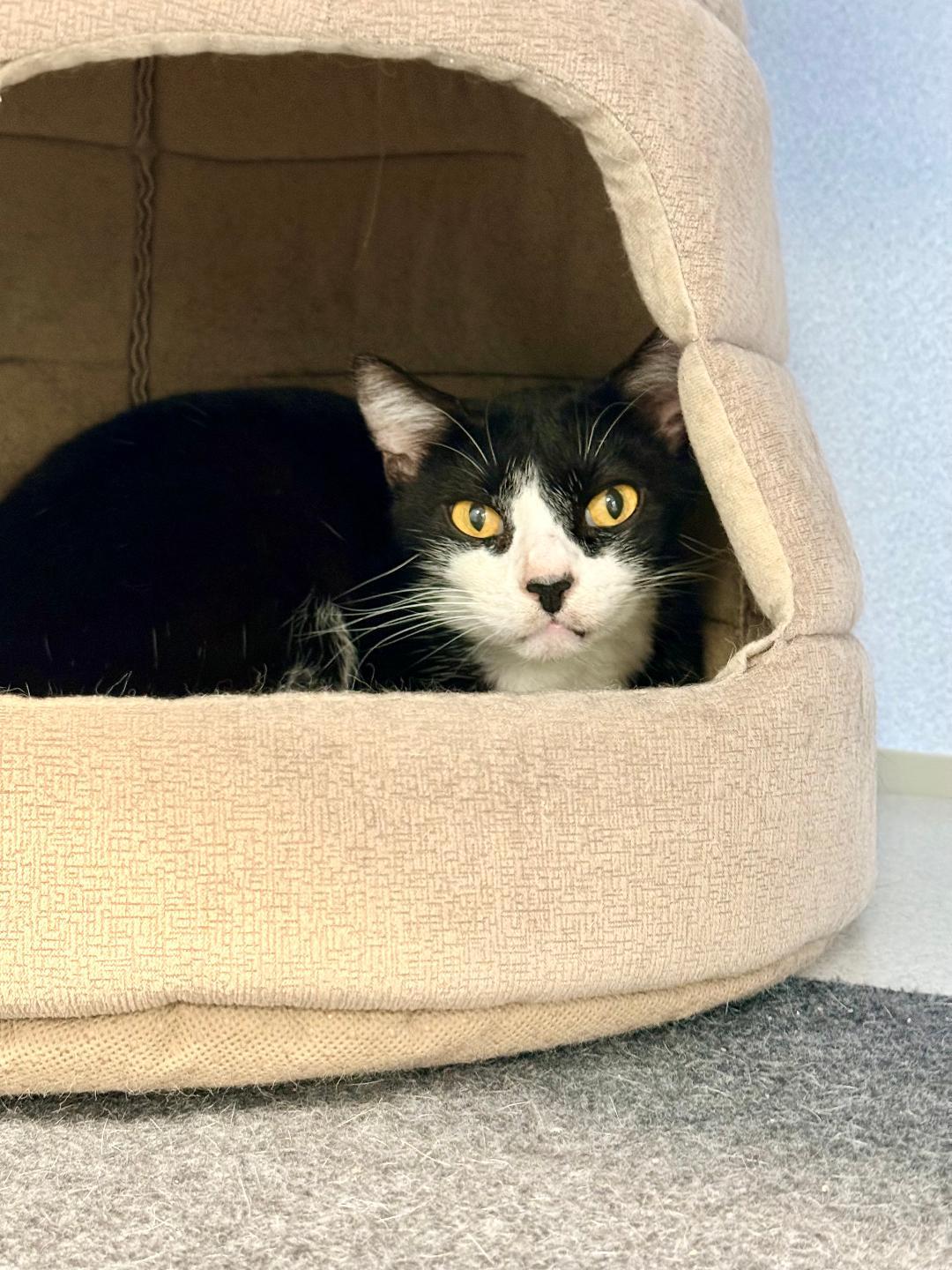 Enlarge Halston, a Adoptable Domestic Short Hair in Winter Haven, FL image 3/6