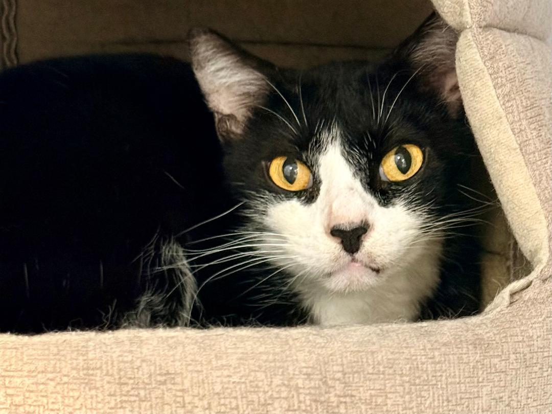 Enlarge Halston, a Adoptable Domestic Short Hair in Winter Haven, FL image 4/6