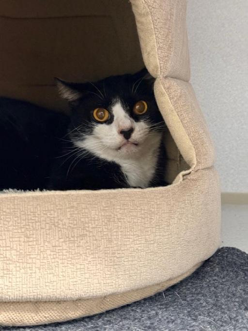 Enlarge Halston, a Adoptable Domestic Short Hair in Winter Haven, FL image 6/6