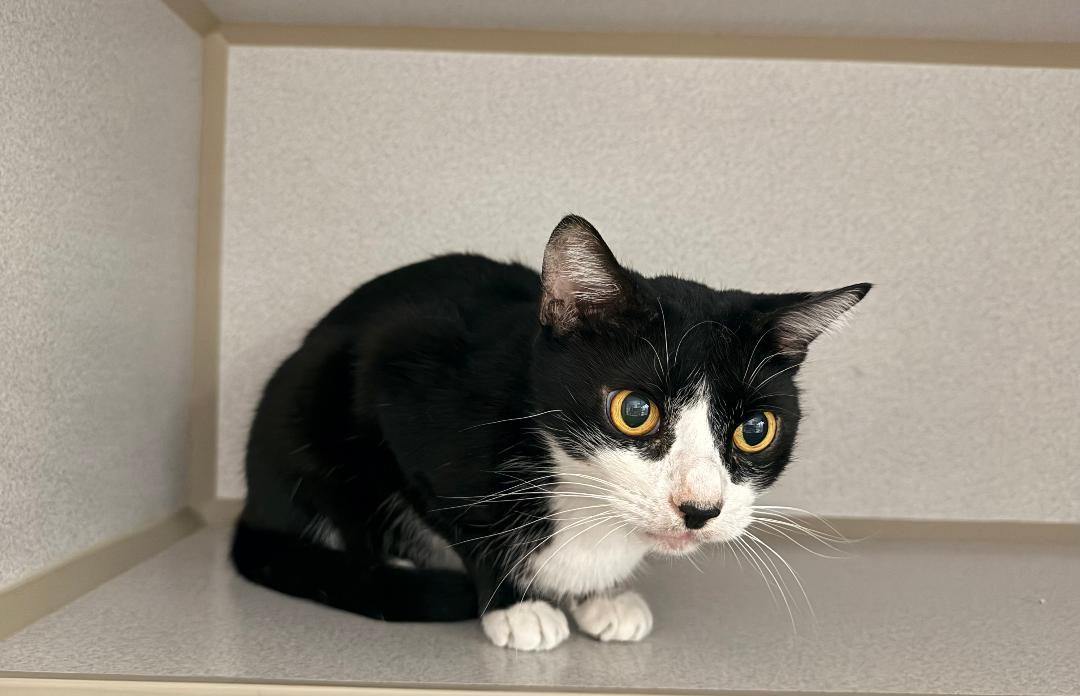 Enlarge Halston, a Adoptable Domestic Short Hair in Winter Haven, FL image 2/6