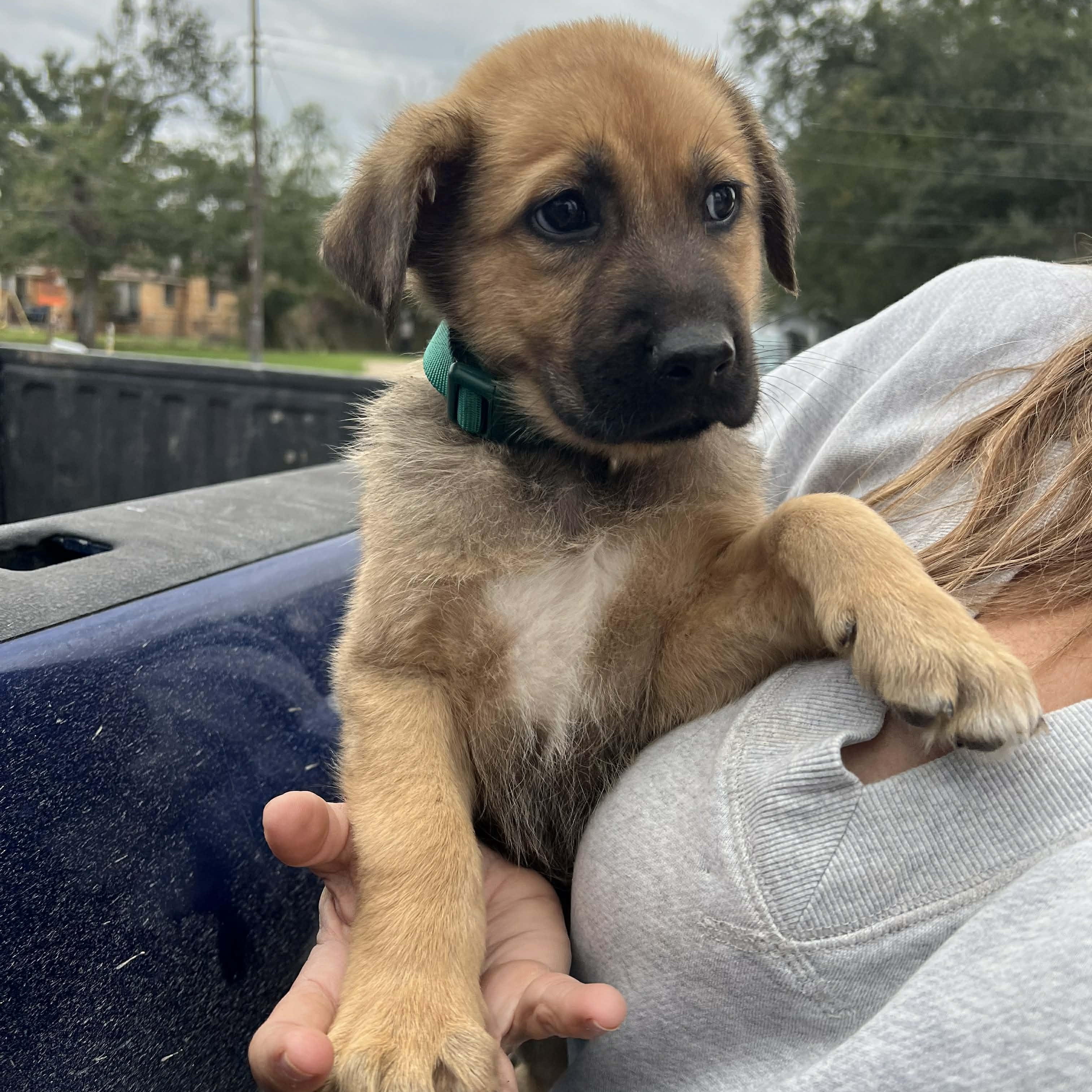Sheridan, a ADOPTABLE mixed breed in Madisonville, TX image 1/5