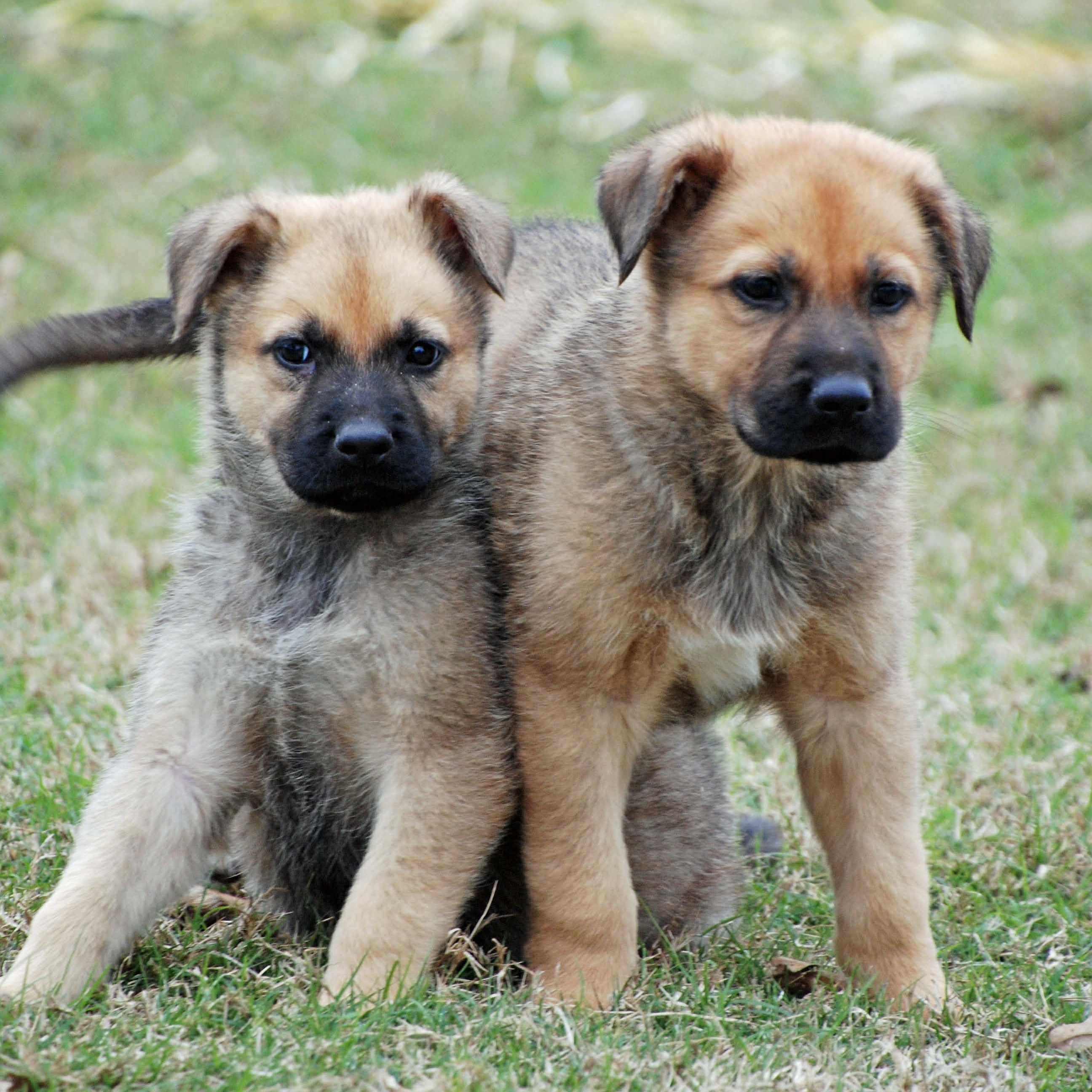 Sheridan, a ADOPTABLE mixed breed in Madisonville, TX image 2/5