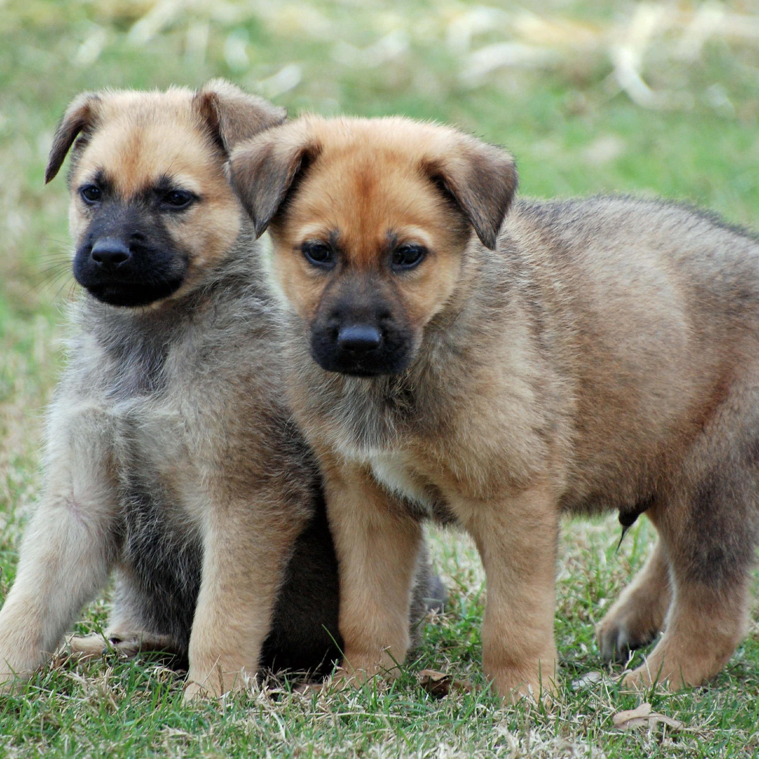 Sheridan, a ADOPTABLE mixed breed in Madisonville, TX image 3/5