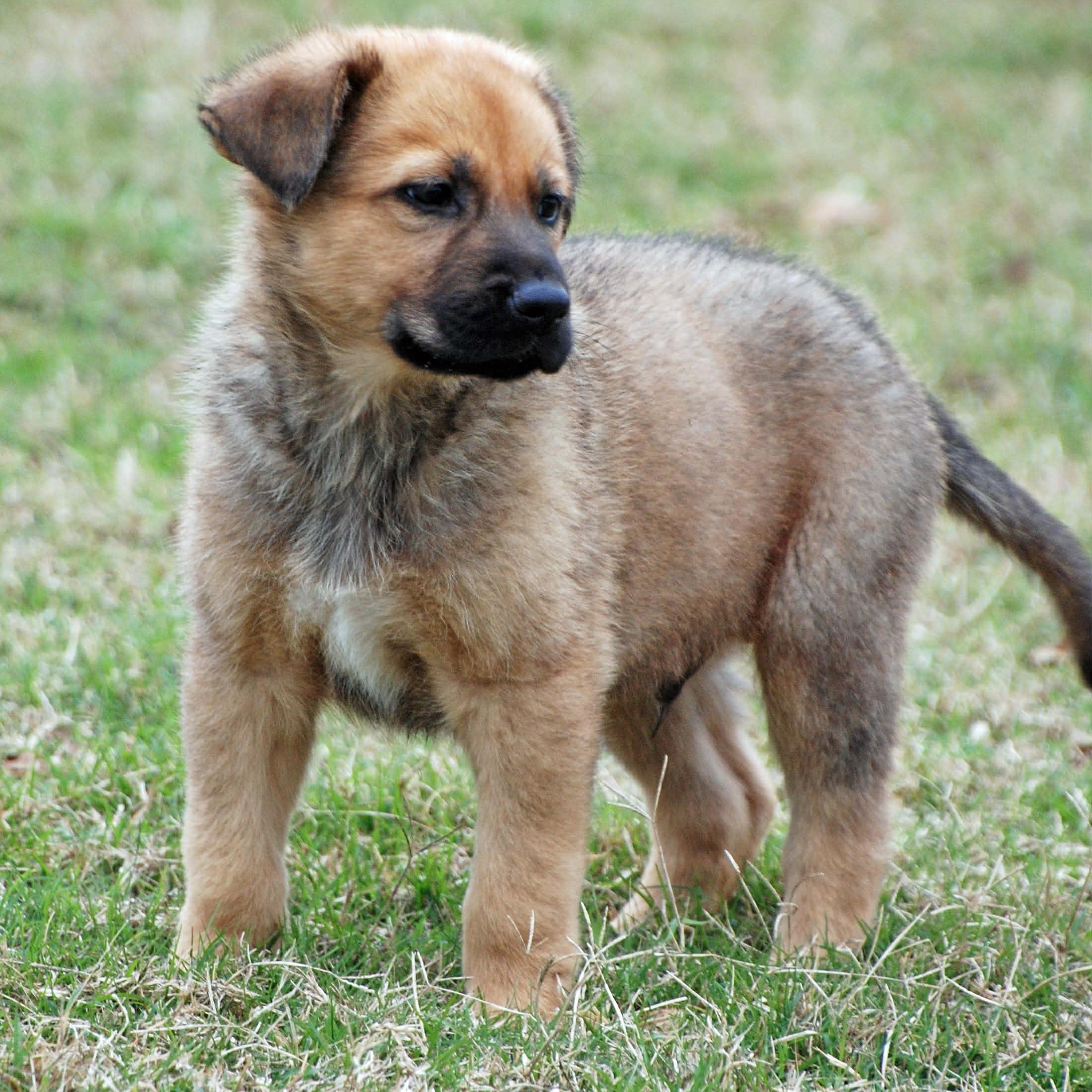 Sheridan, a ADOPTABLE mixed breed in Madisonville, TX image 5/5
