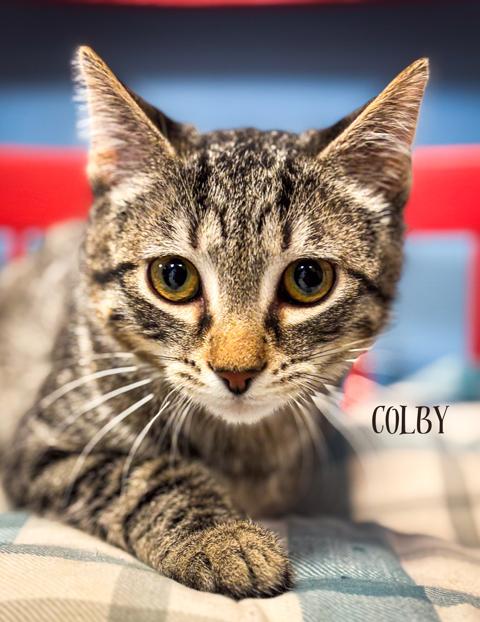 Colby, Young Male unknown