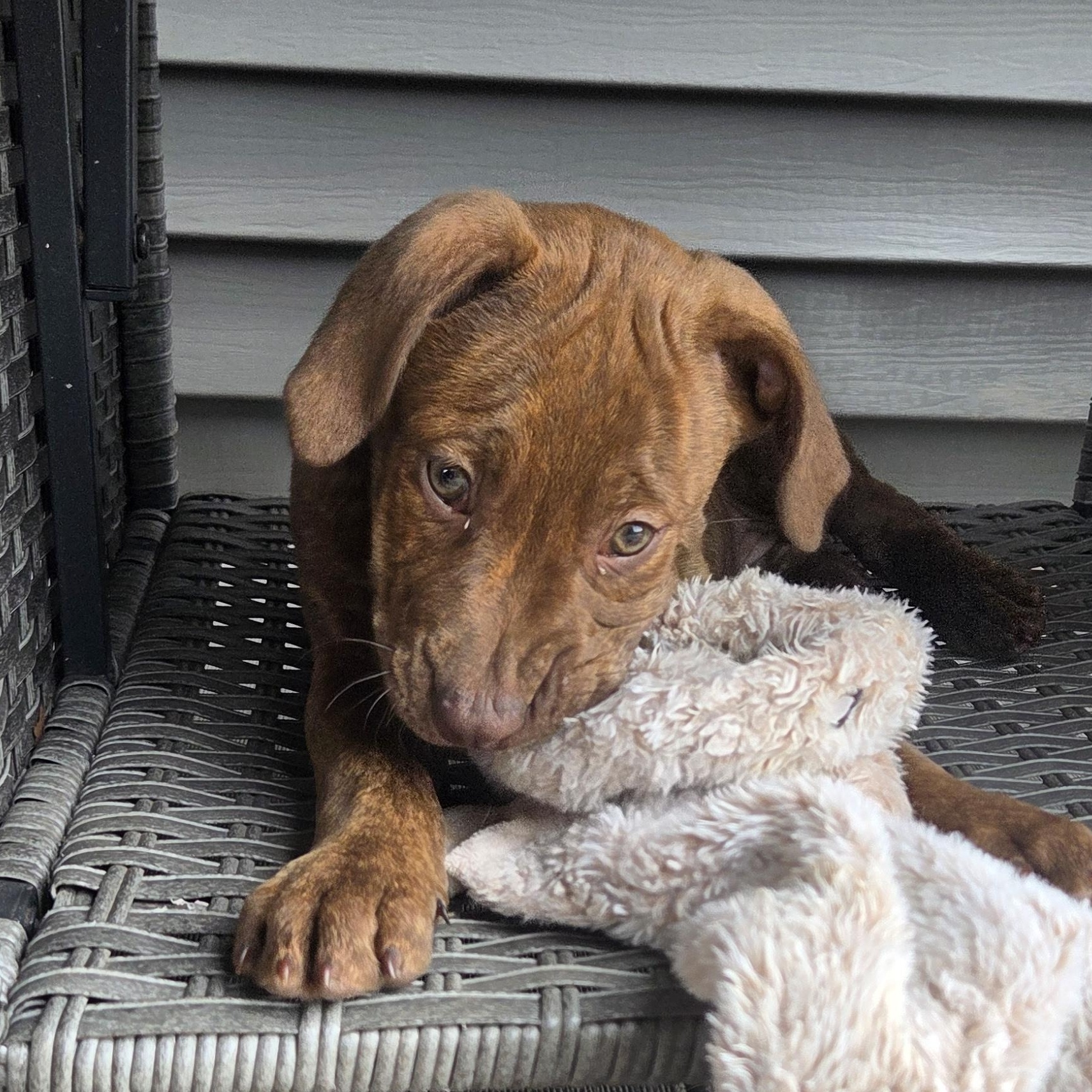 Enlarge Lebron (Partial Adopt Fee Sponsor), an adoptable Mixed Breed in Lemont, IL image 2/6
