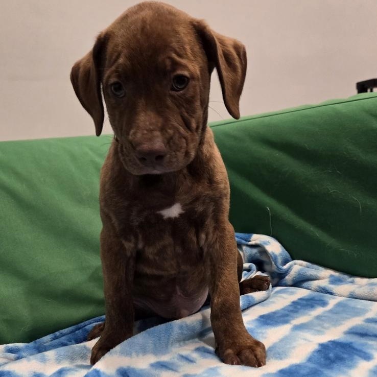 Enlarge Lebron (Partial Adopt Fee Sponsor), an adoptable Mixed Breed in Lemont, IL image 6/6