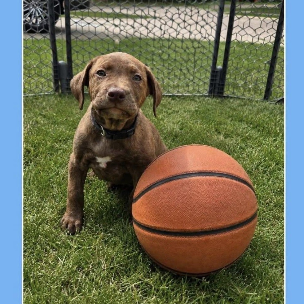 Enlarge Lebron (Partial Adopt Fee Sponsor), an adoptable Mixed Breed in Lemont, IL image 3/6