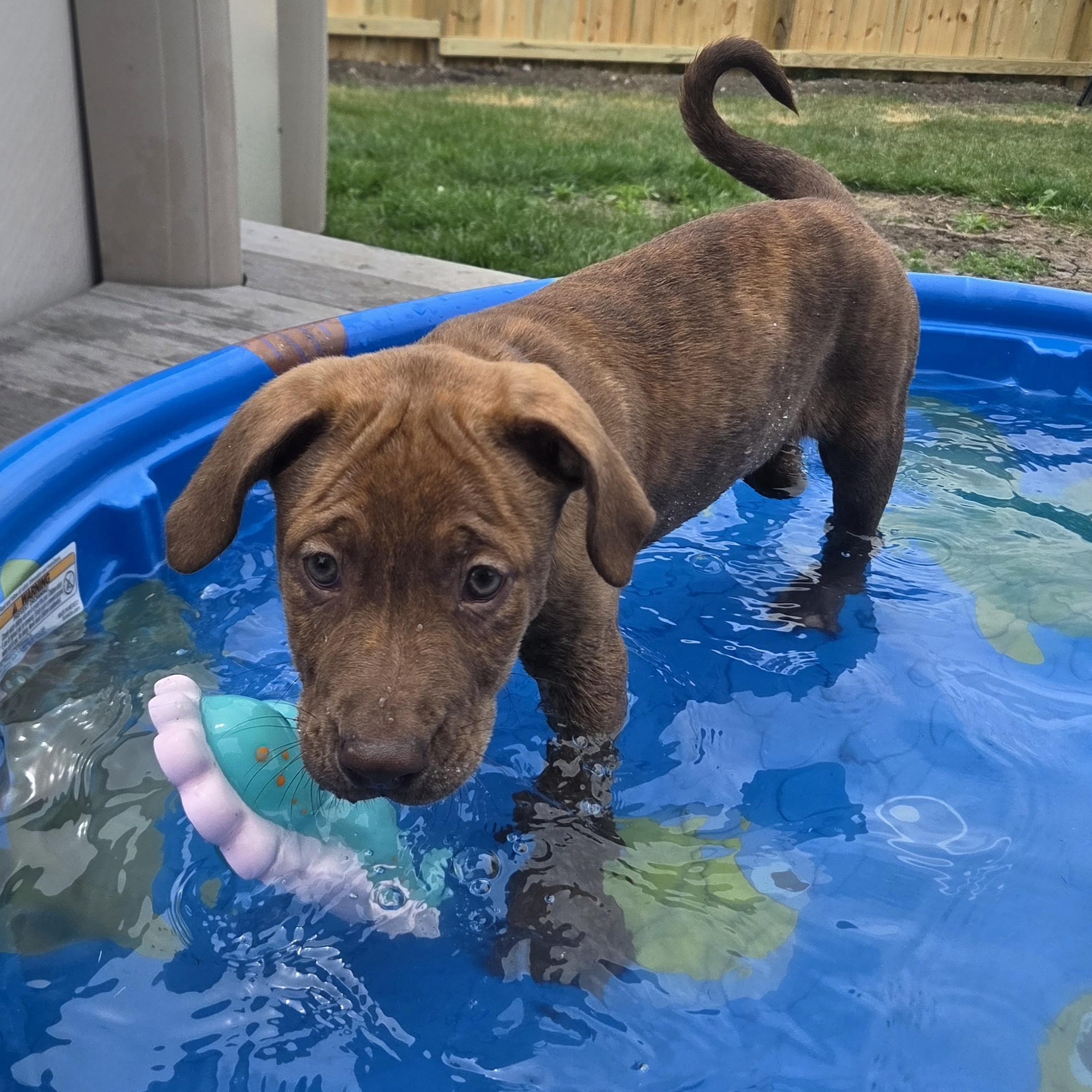 Enlarge Lebron (Partial Adopt Fee Sponsor), an adoptable Mixed Breed in Lemont, IL image 4/6