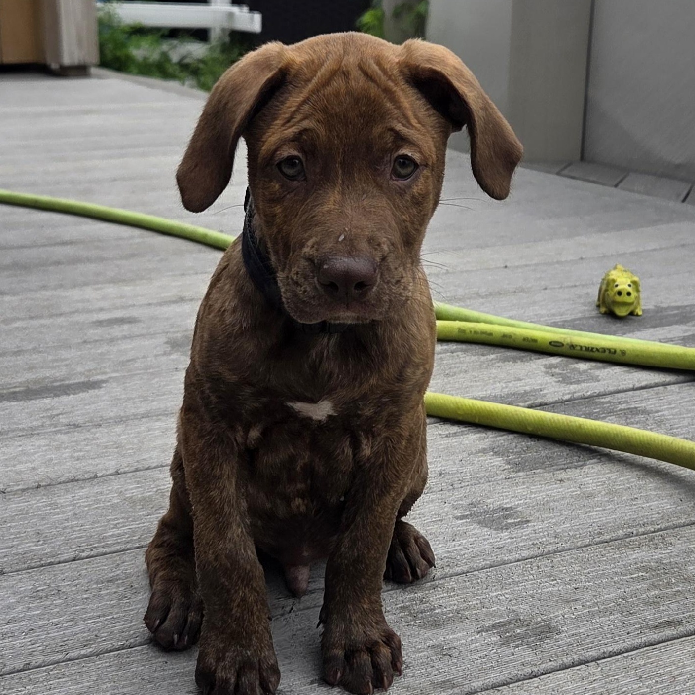 Enlarge Lebron (Partial Adopt Fee Sponsor), an adoptable Mixed Breed in Lemont, IL image 1/6