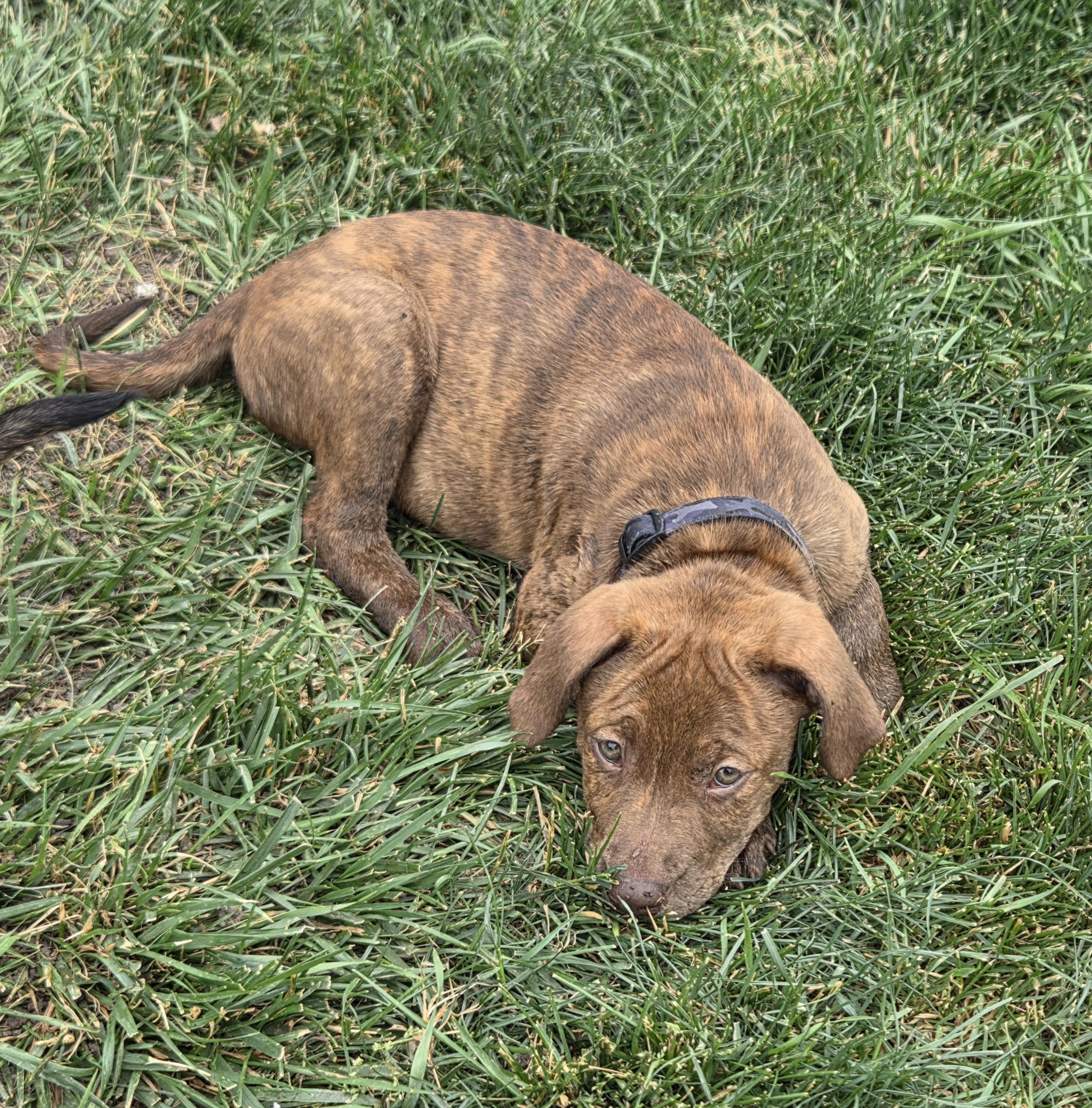 Enlarge Lebron (Partial Adopt Fee Sponsor), an adoptable Mixed Breed in Lemont, IL image 5/6