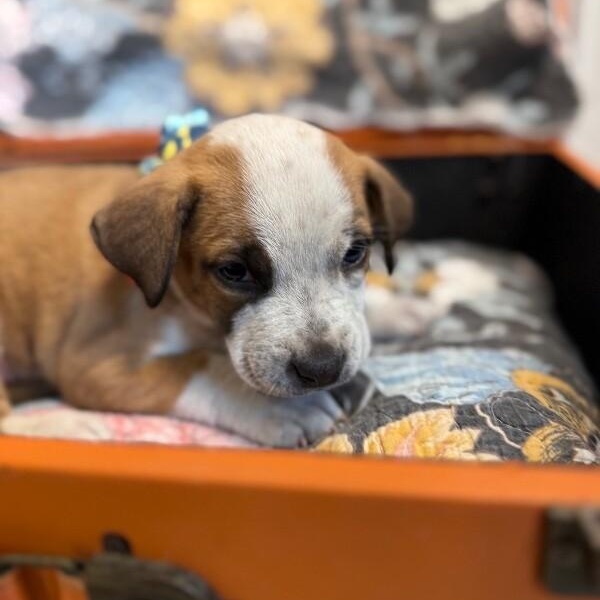 Diamond Dewdrop Perla