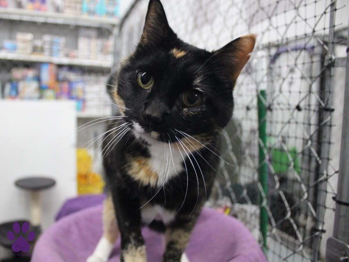 Chirp, an adoptable Tortoiseshell in Missoula, MT, 59808 | Photo Image 1