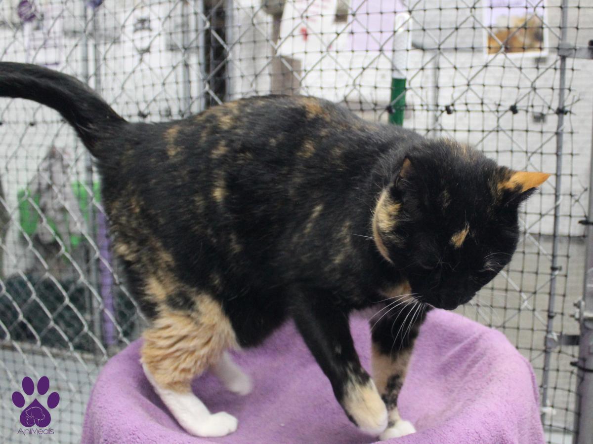 Chirp, an adoptable Tortoiseshell in Missoula, MT, 59808 | Photo Image 3