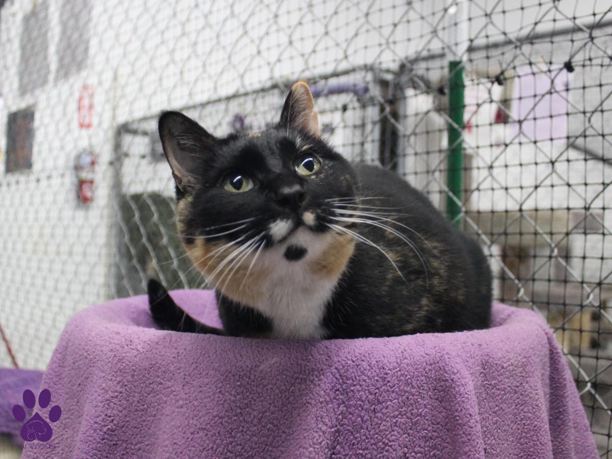 Chirp, an adoptable Tortoiseshell in Missoula, MT, 59808 | Photo Image 2