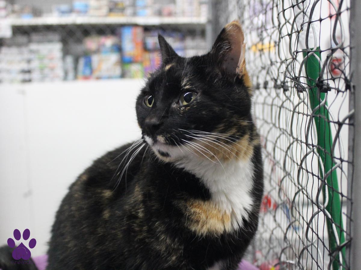 Chirp, an adoptable Tortoiseshell in Missoula, MT, 59808 | Photo Image 4