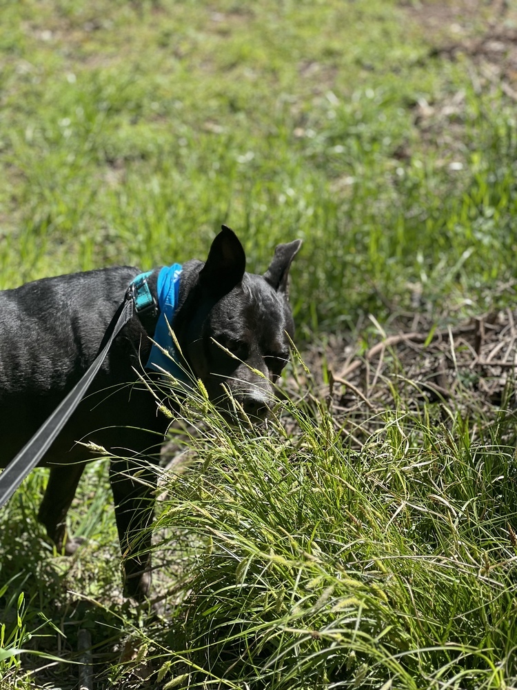 Ruffles (In Foster Home - Please call 334-508-2367 to make appt to meet) photo 4
