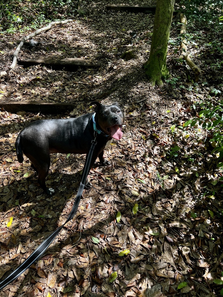 Ruffles (In Foster Home - Please call 334-508-2367 to make appt to meet) photo 6