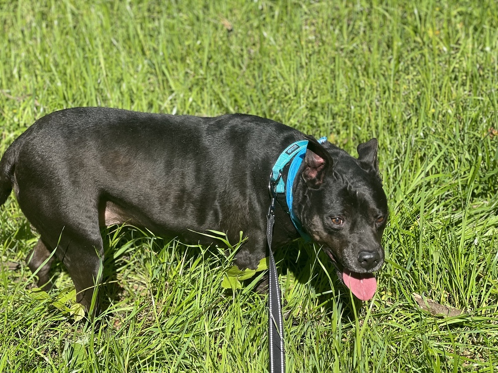 Ruffles (In Foster Home - Please call 334-508-2367 to make appt to meet) photo 2