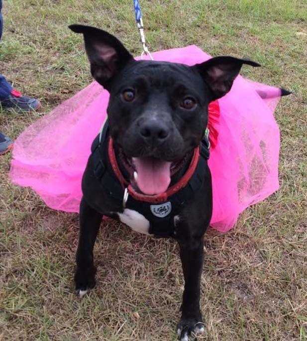 Ruffles (In Foster Home - Please call 334-508-2367 to make appt to meet) photo 5