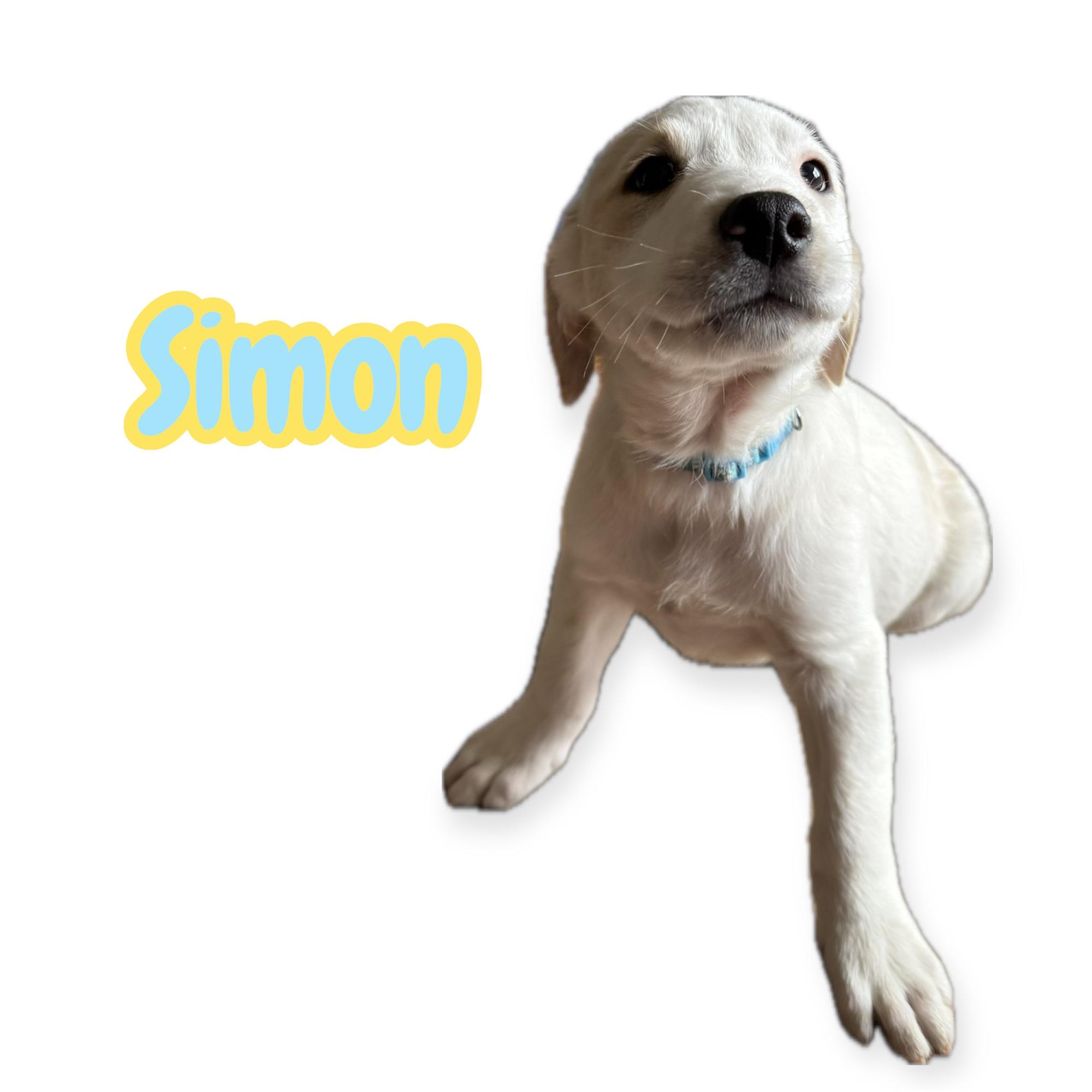 Enlarge Simon, a Adoptable mixed breed in Arlington, TX image 1/1