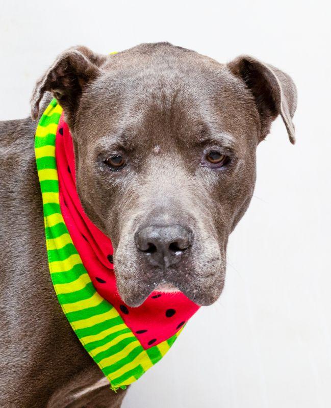 Ben, Adoptable, Adult Male American Bulldog.