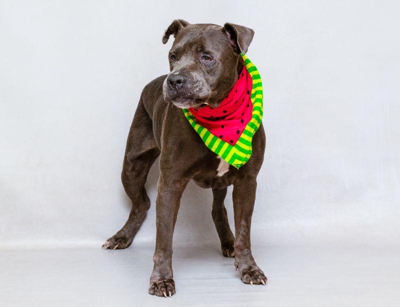 Ben, a Adoptable mixed breed in Sanford, FL image 2/2