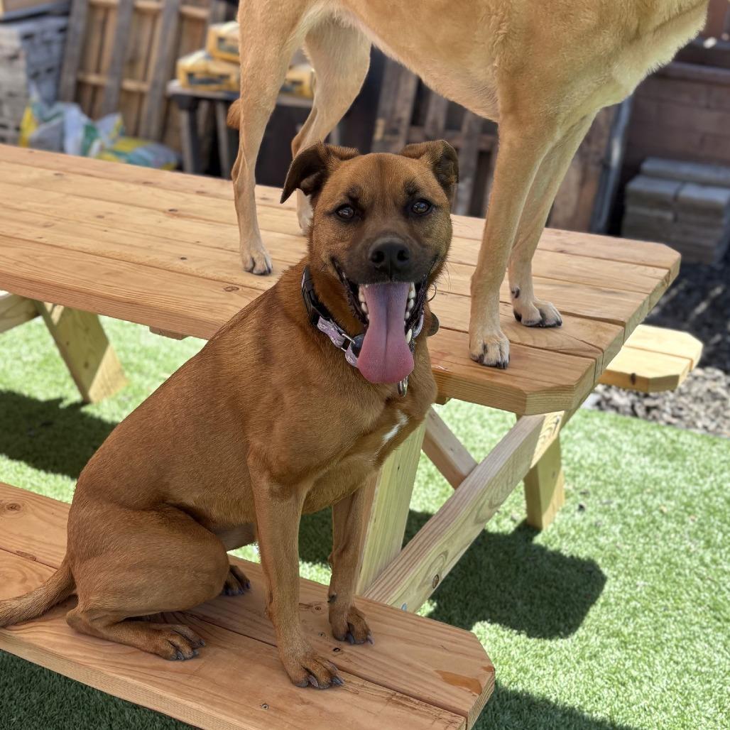 Luna "Phoebe", Adoptable, Adult Female Labrador Retriever & Black Mouth Cur.