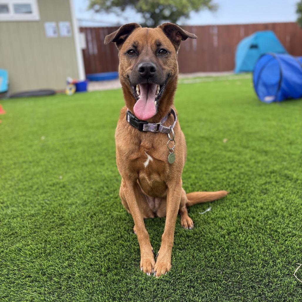 Enlarge Luna "Phoebe", a Adoptable mixed breed in San Diego, CA image 2/5