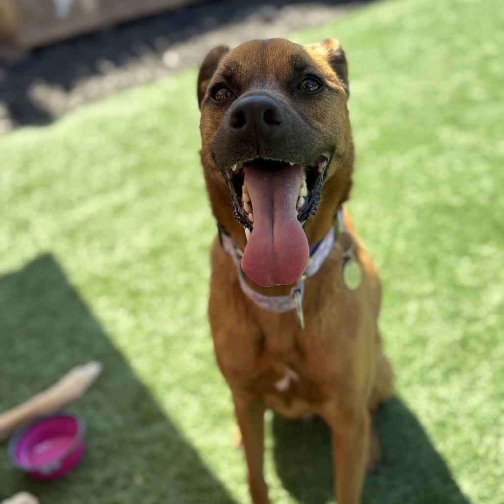 Enlarge Luna "Phoebe", a Adoptable mixed breed in San Diego, CA image 3/5
