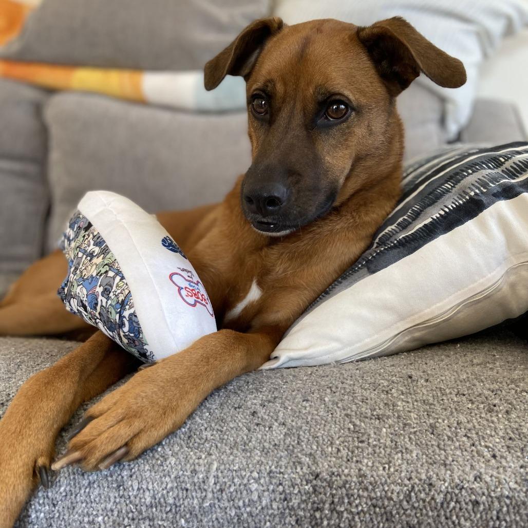 Enlarge Luna "Phoebe", a Adoptable mixed breed in San Diego, CA image 4/5
