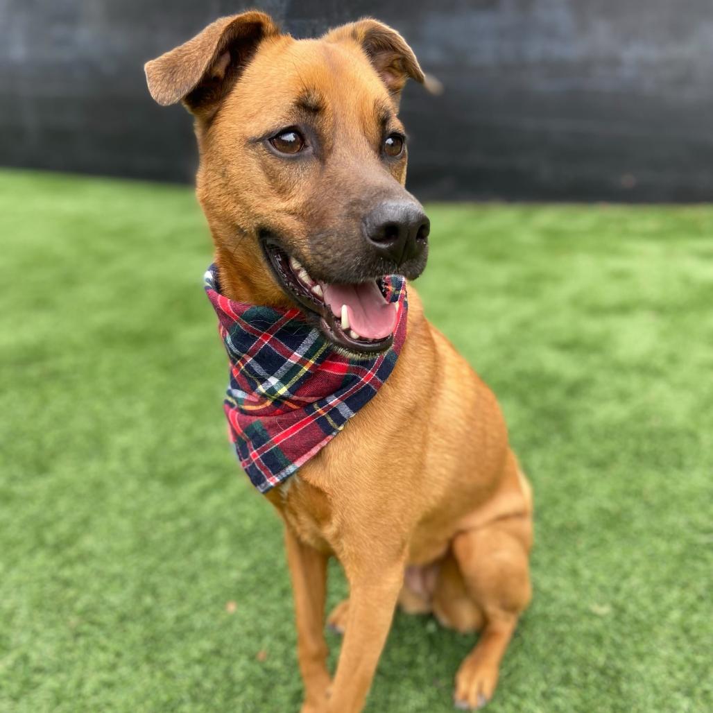 Enlarge Luna "Phoebe", a Adoptable mixed breed in San Diego, CA image 5/5