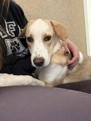 Sadie, Adoptable, Puppy Female Hound & Mixed Breed.
