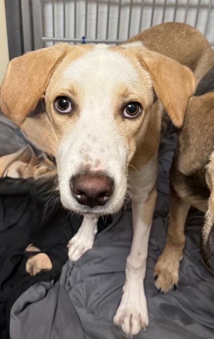 Enlarge Sadie, a Adoptable mixed breed in East Brookfield, MA image 2/3
