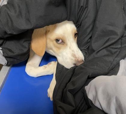 Enlarge Sadie, a Adoptable mixed breed in East Brookfield, MA image 3/3