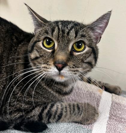 Apollo, Adoptable, Adult Male Domestic Short Hair & Domestic Short Hair.