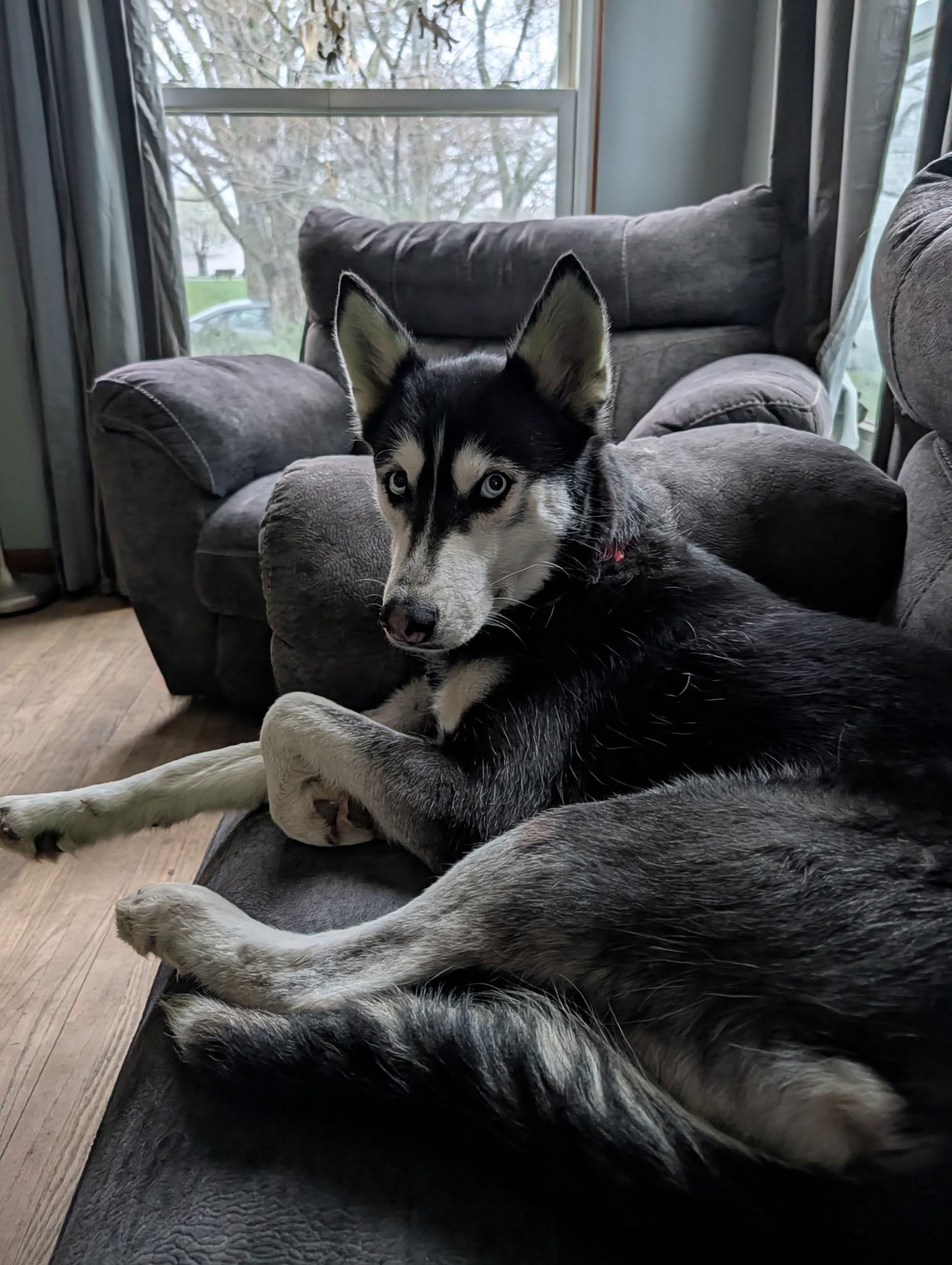 Enlarge Lexi, a ADOPTABLE Siberian Husky in Cleveland, OH image 5/6