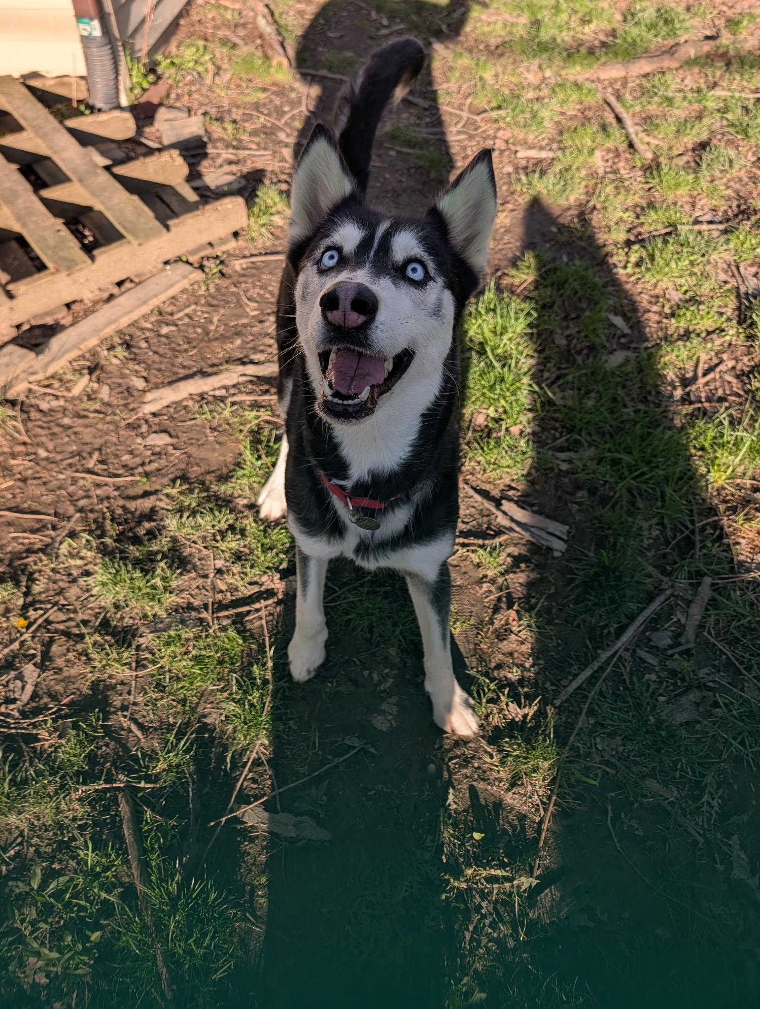 Enlarge Lexi, a ADOPTABLE Siberian Husky in Cleveland, OH image 1/6