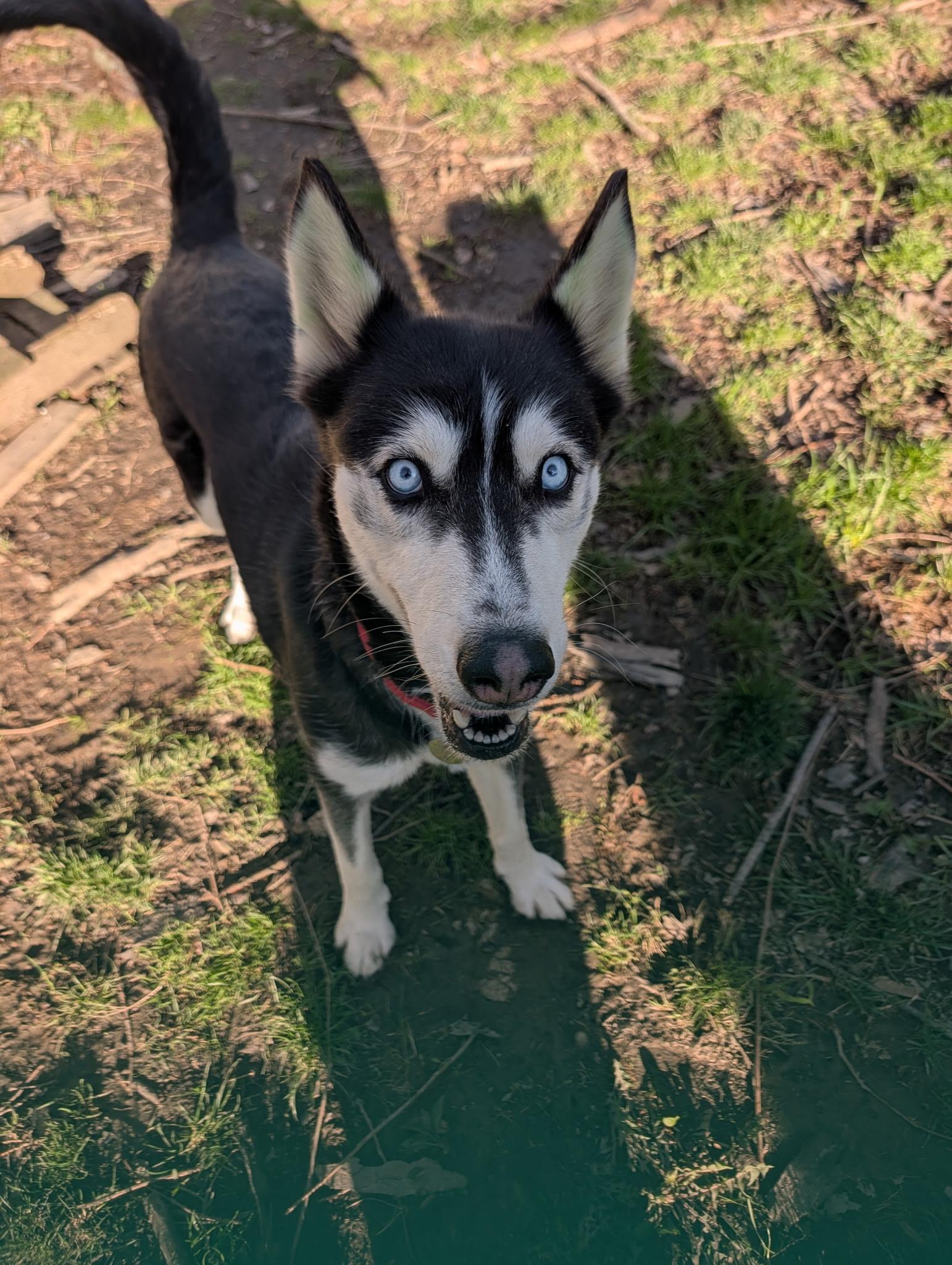 Enlarge Lexi, a ADOPTABLE Siberian Husky in Cleveland, OH image 6/6