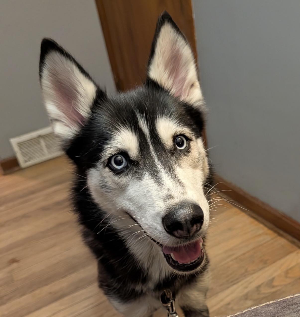 Enlarge Lexi, a ADOPTABLE Siberian Husky in Cleveland, OH image 3/3