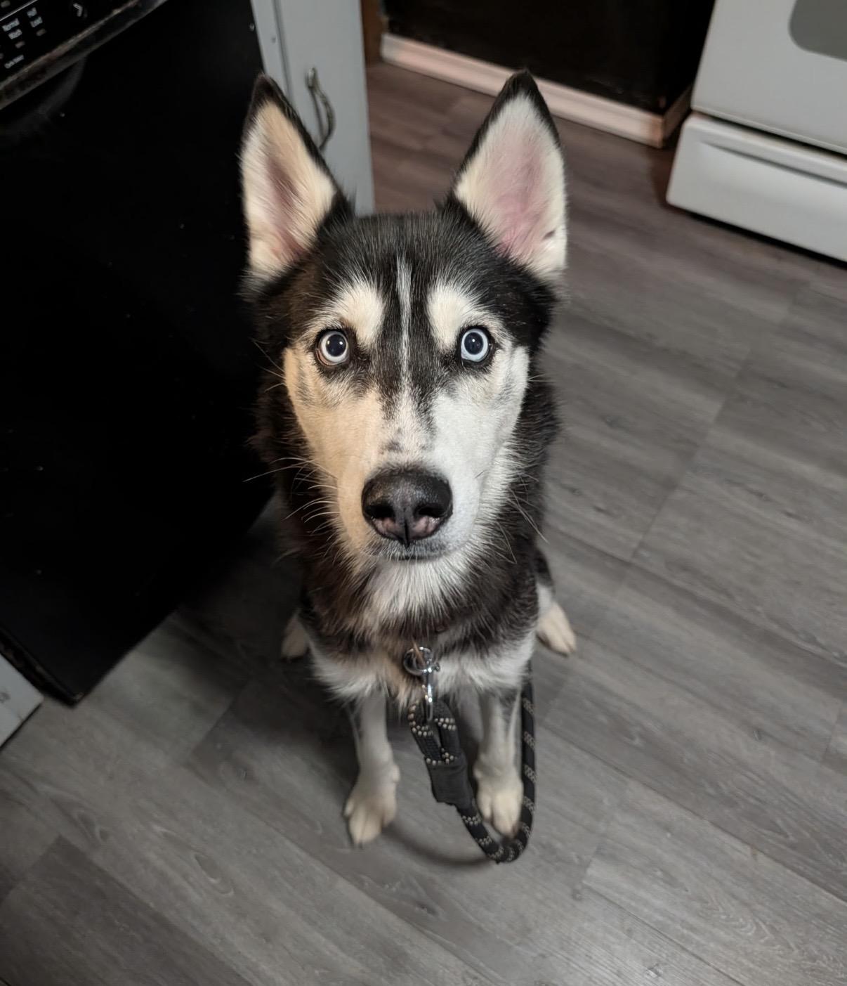 Enlarge Lexi, a ADOPTABLE Siberian Husky in Cleveland, OH image 2/3