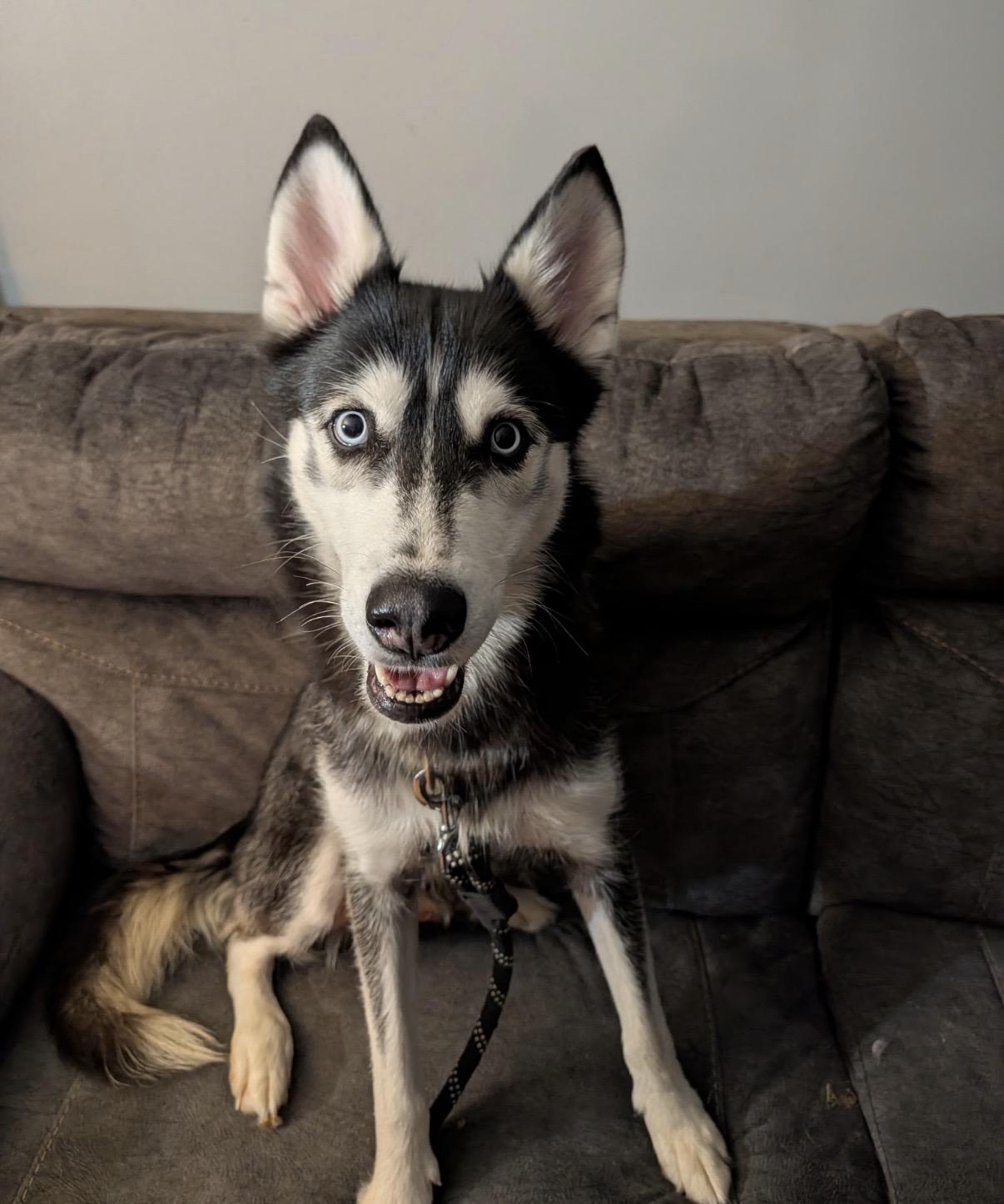 Enlarge Lexi, a ADOPTABLE Siberian Husky in Cleveland, OH image 1/3