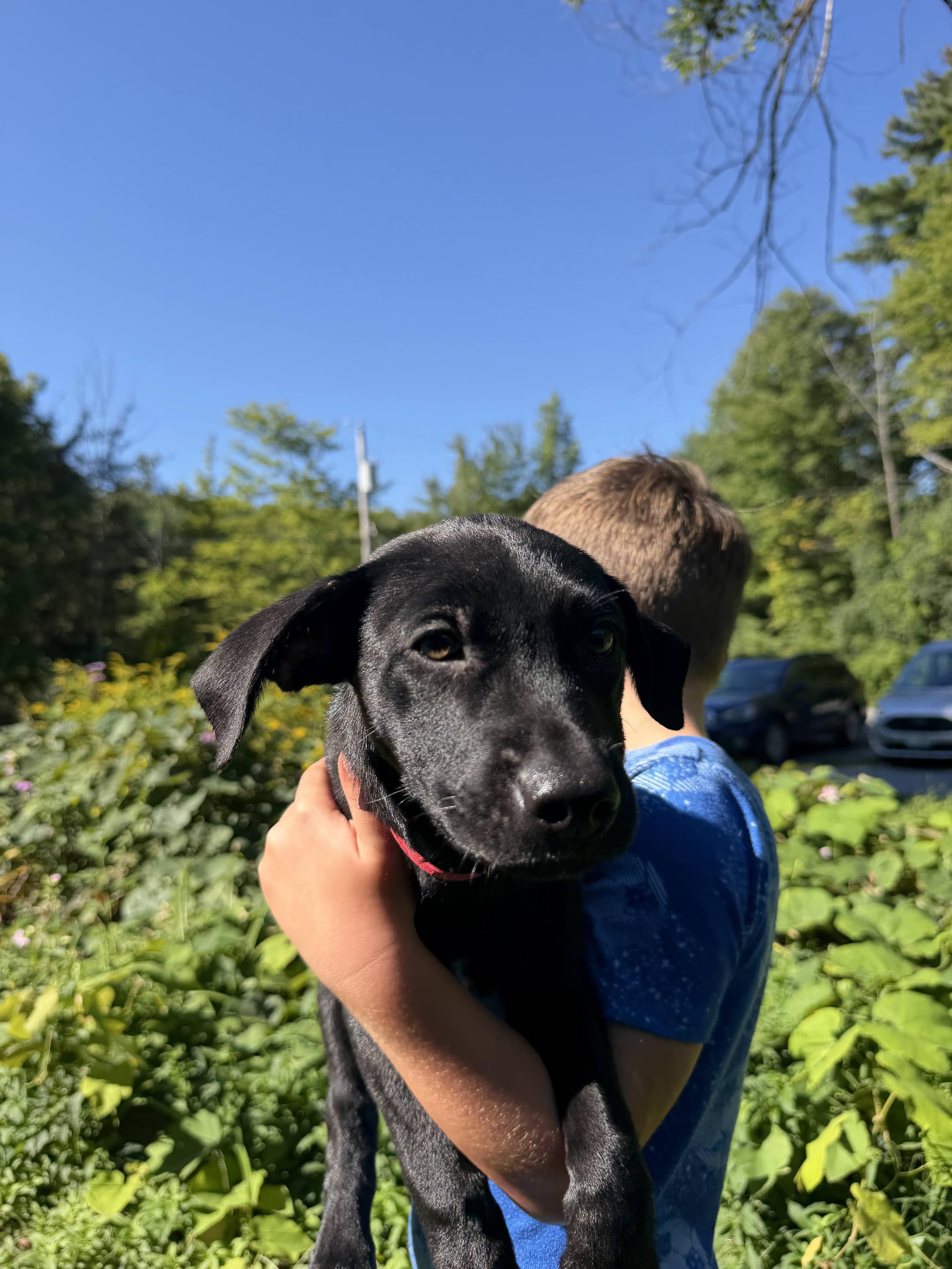 Myrtle, a ADOPTABLE mixed breed in New Boston, NH image 6/6