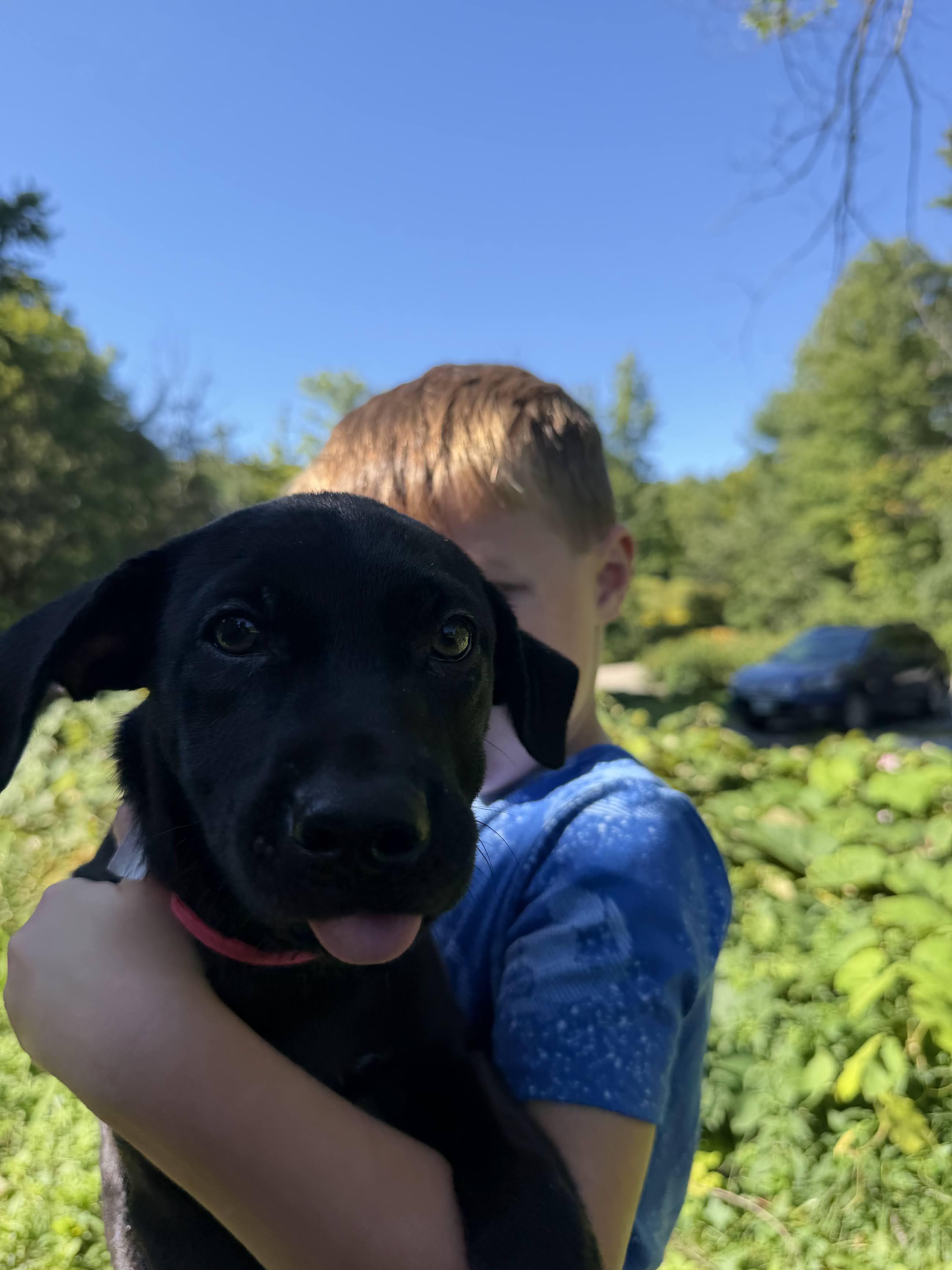 Myrtle, a ADOPTABLE mixed breed in New Boston, NH image 2/6